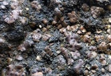 Catapyrenium squamulosum image