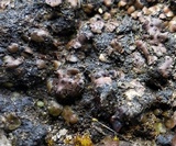 Catapyrenium squamulosum image