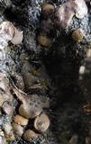 Catapyrenium squamulosum image