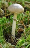 Amanita porphyria image
