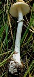 Amanita porphyria image
