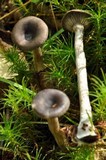 Pseudoclitocybe cyathiformis image
