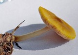 Pluteus leoninus image