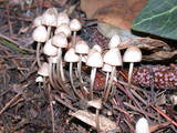 Mycena capillaripes image