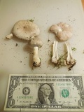 Agaricus hondensis image