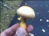 Gymnopilus luteus image