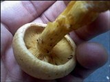 Gymnopilus luteus image