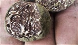Tuber rufum image