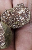 Tuber rufum image