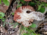 Gyromitra caroliniana image
