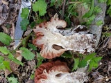 Gyromitra caroliniana image