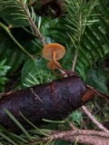 Xeromphalina cornui image