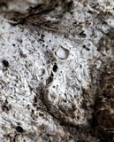 Stictis urceolata image