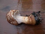 Lepiota cortinarius image