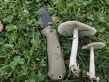 Amanita sect. Vaginatae image