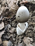 Amanita sect. Vaginatae image