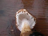 Lepiota cortinarius image