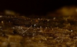 Everhartia lignatilis image