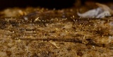 Everhartia lignatilis image
