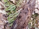 Everhartia lignatilis image