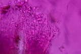 Everhartia lignatilis image