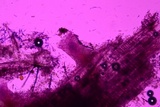 Everhartia lignatilis image