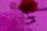 Everhartia lignatilis image