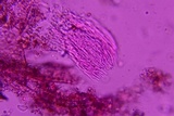 Everhartia lignatilis image