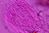 Everhartia lignatilis image
