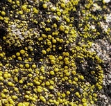 Candelariella dispersa image
