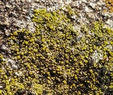 Candelariella dispersa image