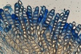 Morchella punctipes image
