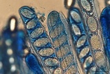 Morchella punctipes image