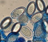 Morchella punctipes image