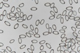 Morchella punctipes image