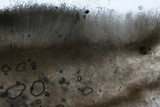 Morchella punctipes image