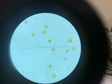 Amanita sect. Vaginatae image