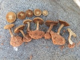Mallocybe fulvoumbonata image