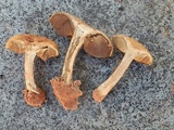 Mallocybe fulvoumbonata image