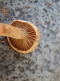 Mallocybe fulvoumbonata image