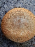Mallocybe fulvoumbonata image