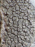 Varicellaria velata image