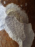 Varicellaria velata image