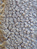 Varicellaria velata image