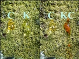 Pertusaria flavida image