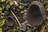 Plicaria endocarpoides image