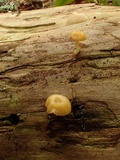 Chromosera cyanophylla image