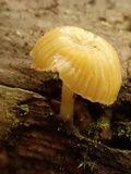 Chromosera cyanophylla image
