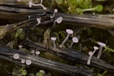 Roseodiscus rhodoleucus image