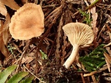 Clitocybe radicellata image